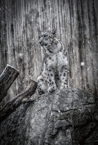 松井 泰憲 写真展“ ZOO動物達の楽園･･･ ”