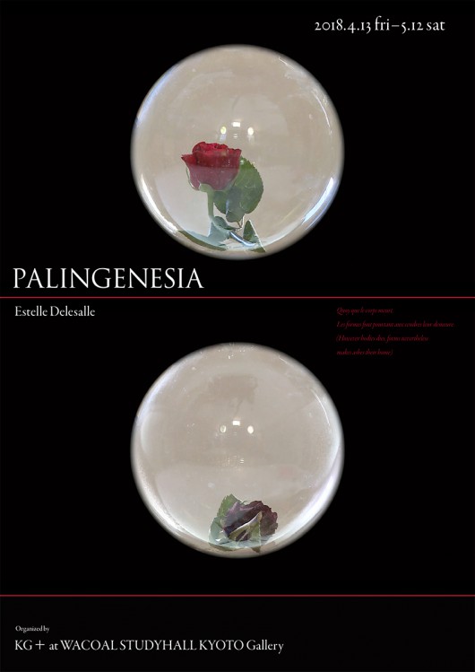 palingenesia01