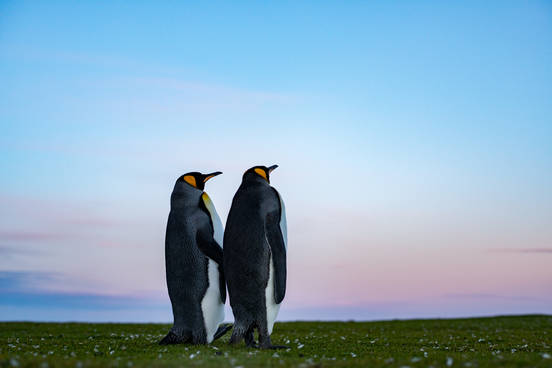 岡田裕介 写真展「Colors ～ペンギン島の物語～」