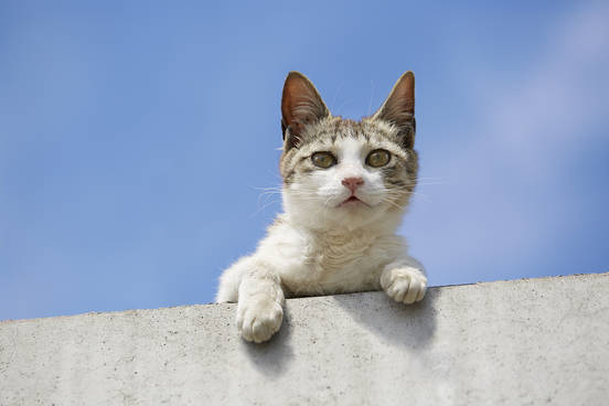 藤田 一咲 写真展「Cat・Cat」