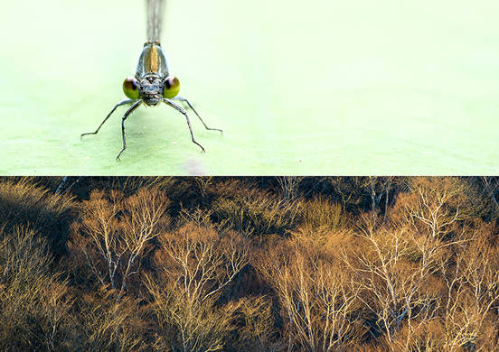 夏樹 螢石・猪原 樹 写真展「Pencil of Nature -自然の鉛筆-」