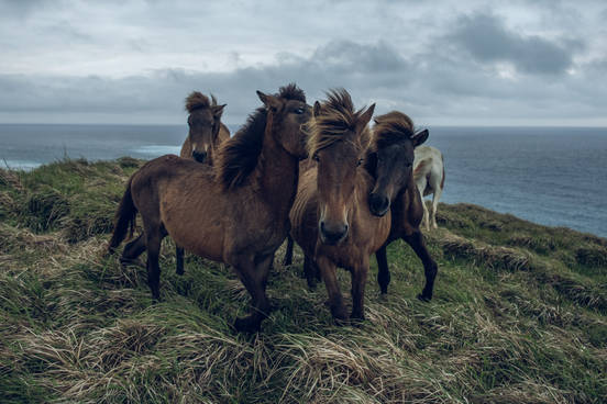 岡田裕介 写真展「その背中を風が撫でて-Horses in the wind-」